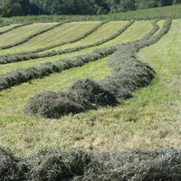 L’un des enjeux des années à venir pour la production de ruminants sera de capitaliser sur le rôle favorable du pâturage à l’herbe sur le stockage du