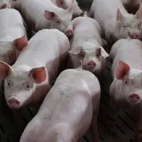 Des tests sont en cours sur une partie des bandes avec des modifications dans la conduite d’élevage –alimentation, ventilation, niveau sanitaire. © Fr