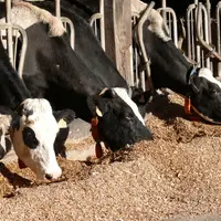 Côté zootechnie, DY+ a travaillé sur l’optimisation de la digestibilité des protéines contenues dans les aliments du bétail. © SOS Protein