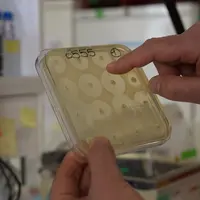 Cette culture de la sécurité alimentaire impose l'amélioration continue du système en intégrant les évolutions des techniques, des guides de bonnes pr
