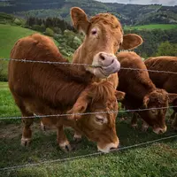 Le Cluster Bio Auvergne-Rhône-Alpes a organisé une réunion en ligne autour de la place du bien-être animal dans le bio, le 27 avril 2021. © RGMfotogra