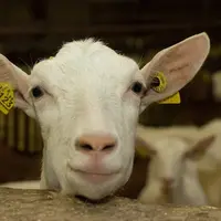 La collecte de lait de chèvre a progressé de 4 % en 2020. © Guillaume Perrin - La Marne ...