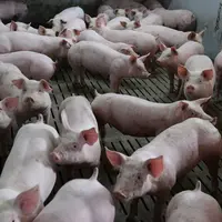 Brocéliande développe une gamme de charcuterie issue de porcs nourris avec des céréales cultivées sans pesticides. © Franck Jourdain
