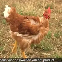 Certaines vidéos sur les Volailles fermières d'Auvergne sont sous-titrées en néerlandais pour une diffusion au Benelux.  © Syvofa sur Youtube