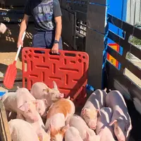 Le nouveau guide de transport de porcs vivants s'applique entre les élevages partenaires du référentiel Préférence de Herta et ses usines.