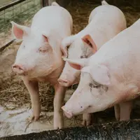Le ralentissement de la demande chinoise sera une vraie question pour toute la filière porcine européenne