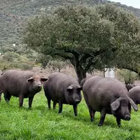 Les porcs ibériques (ici Guijuelo près de Salamanque) font partie de la minorité de porcs castrés d'Espagne.
