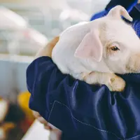 Fin de la castration à vif : de nouveaux équilibres à trouver dans la filière porcine