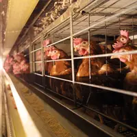 Les élevages de pondeuses en cages aménagées continuent de régresser.