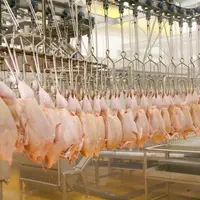 Une carcasse porteuse de campylobacter peut contaminer les autres et l'environnement de l'abattoir.