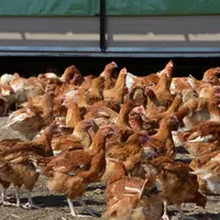 Aucune étude n'a démontré que les élevages en plein air étaient particulièrement sujets à Campylobacter.