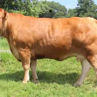 Une vache du Gaec Champeval. Les éleveurs de Bovidoc veulent mettre en avant leur savoir-faire.
