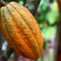 Le cacao, le café, la viande bovine font partie des six produits de base concernés par ce projet de règlement.
