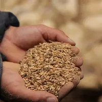 L’Afrique veut réduire ses importations d’aliments pour volailles