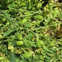 Arterris produit les légumineuses qui feront les farines Vegedry. © Réussir