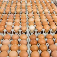 Les œufs polonais s’imposent en France