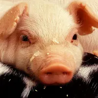 Pourquoi les prix du porc chutent aux États-Unis ?