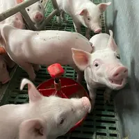 Porc : la hausse du cours s’étend au nord de l’Europe, sauf au Danemark
