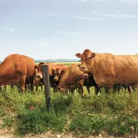 En gros bovins et en veaux de boucherie, un marché atone