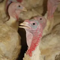 Dinde : la filière française éprouvée par la grippe aviaire