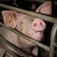 Le cours du porc poursuit sa flambée à Plérin