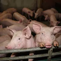 Le prix du porc monte en France, pause en Allemagne