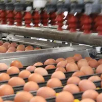 Le marché de l’œuf européen sous forte tension