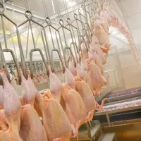 Poulet : des importations très soutenues depuis mars 2021