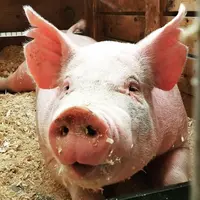 Porc : le cours français entraîné par la flambée record du prix allemand