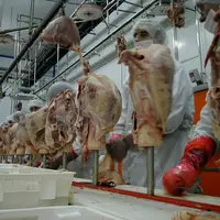 Un début d’année compliqué pour la dinde