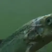 Un saumon atteint par le pou, filmé pour le rapport de CIWF.. © CIWF sur Youtube