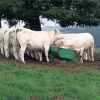 Gros bovins : le marché cale, un plafond pour les prix ?