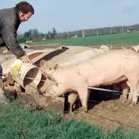 Porc : Comment évoluera le prix de l’aliment Ifip en 2022 ?