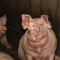 Porc : hausse limitée par un commerce plutôt calme