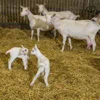 Hier à 16h, treize établissements avaient commandé plus de 300 kg de viande de chevreau. © Aldo Soares INTERBEV