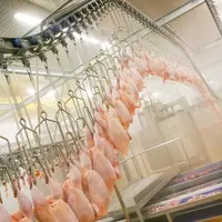 Les abattages de poulets ont peu augmenté dans l’UE en 2022