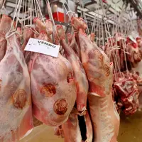 Agneau : la production progresse en Europe