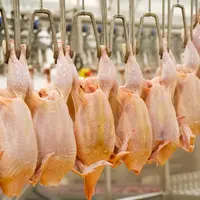 Le marché mondial du poulet proche de l’équilibre en 2022