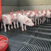 Les prix du porc plombés par le marasme du marché de la viande