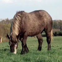 La filière viande chevaline toujours sur le déclin