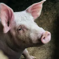 Petit frémissement des prix du porc