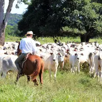 Hausse de la production mondiale de viande bovine en 2022