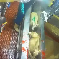 Capture de la vidéo de L214 publiée sur le site de l'OABA. © L214