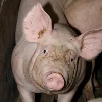 Porc : une offre toujours limitée en Europe