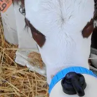 En veau de boucherie, la baisse saisonnière est limitée