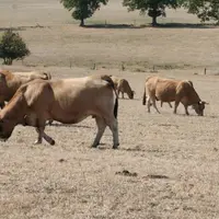 La sécheresse amenuise fortement les capacités de nourrir les troupeaux. © F. D'Aletroche