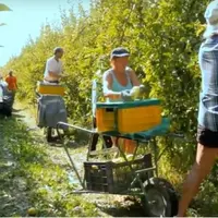 La marque de fruits transformés et conservés St Mamet a recruté 230 000 nouveaux acheteurs. © St Mamet