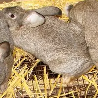 Les règles d'élevage du Lapin fermier Label Rouge sont précisées et le poids minimum de carcasse diminué. © Fermiers d'Argoat