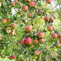 Pomme : les stocks diminuent de 38 % fin juin