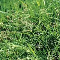 Sécheresse : moins d’herbes dans les prairies